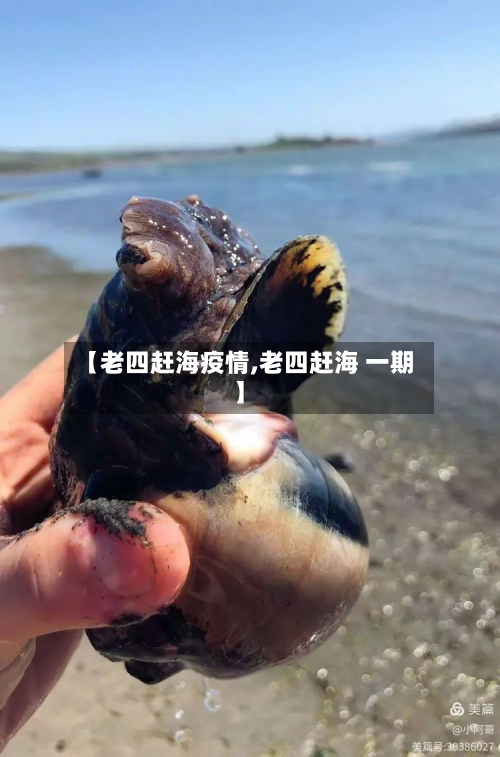 【老四赶海疫情,老四赶海 一期】
